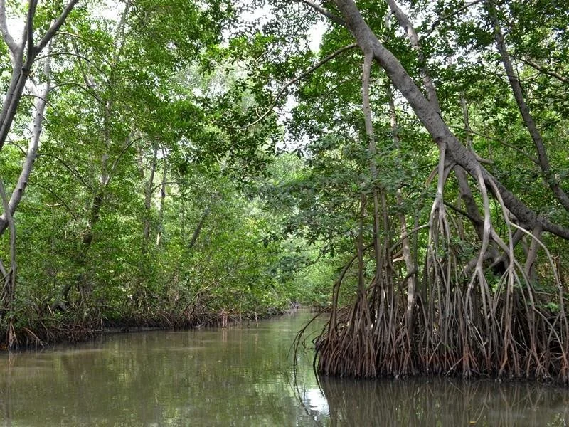 EMA Green Seal Spotlight: The film industry helps preserve and restore mangroves in the Caribbean.  