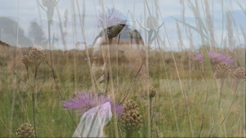 Karina_flower_2_AdobeExpress.gif