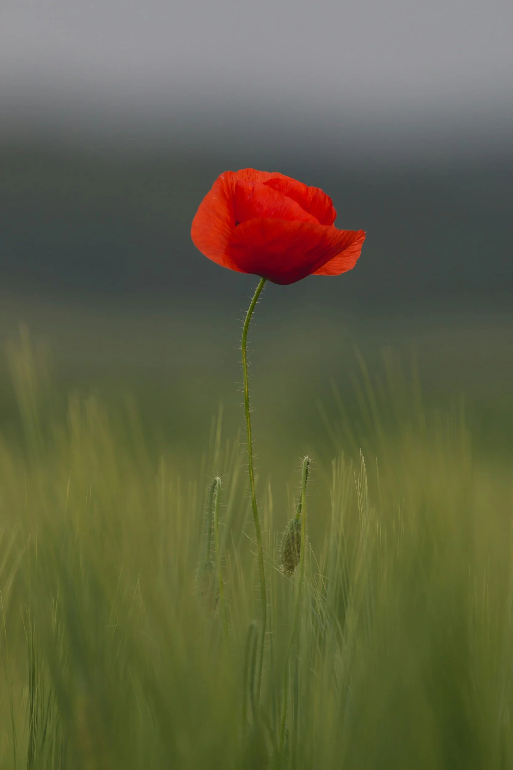 Self-Remembrance
