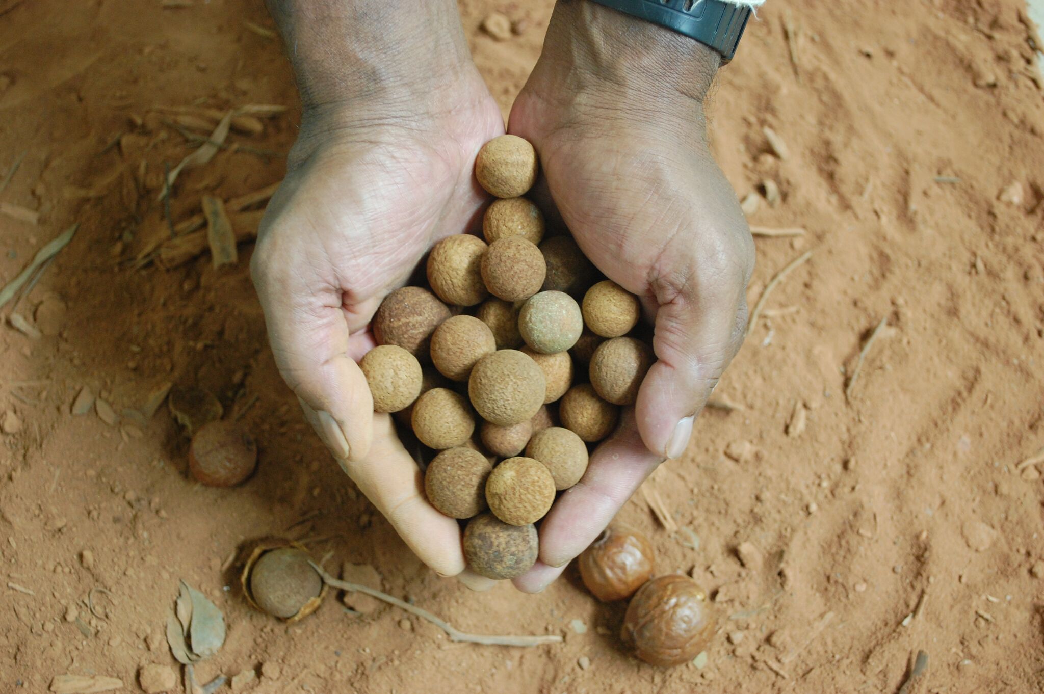 Sandalwood Seed CO2 - aboriginal hand pic.jpg