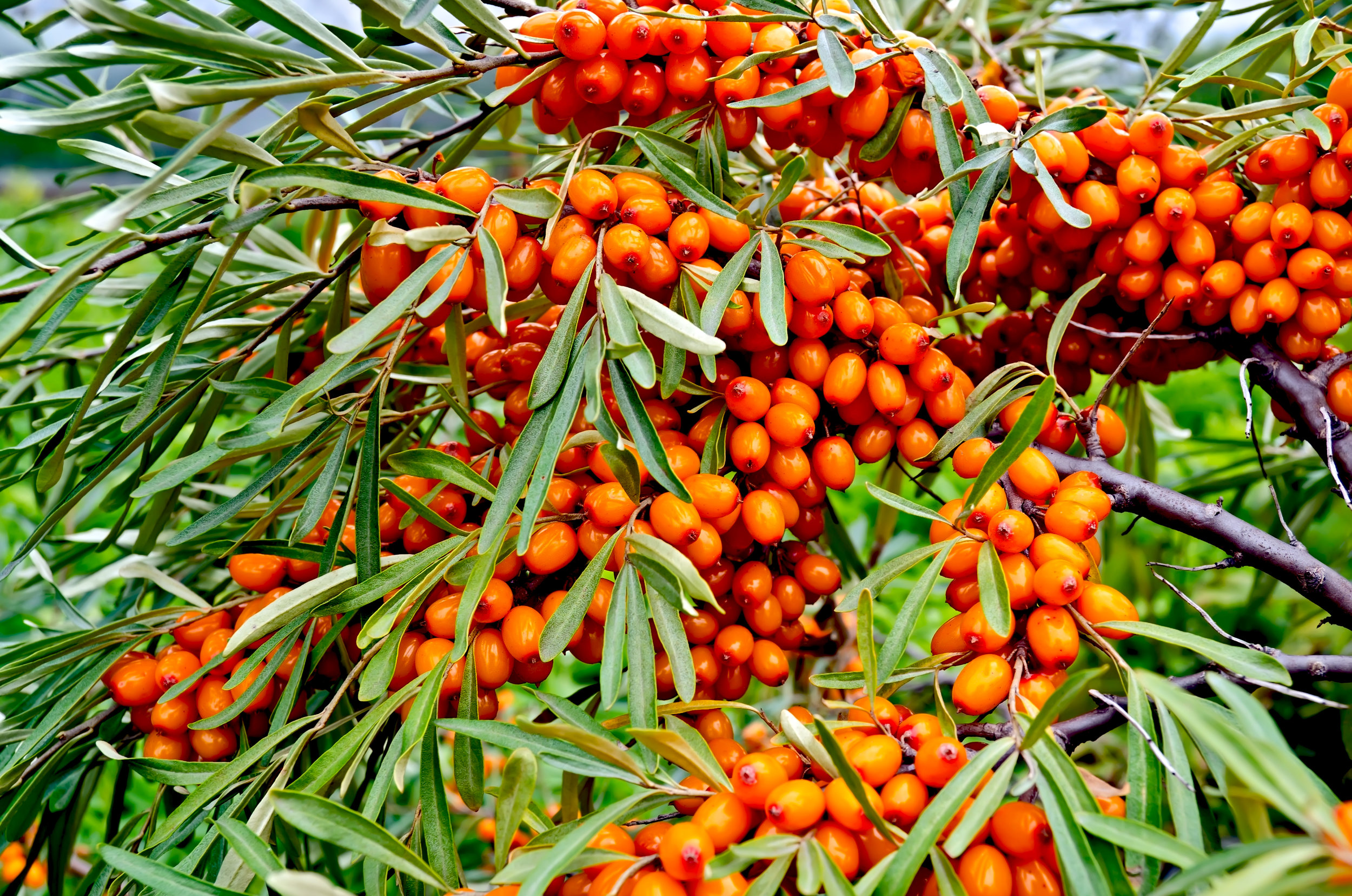 Sea Buckthorn CO2.jpg
