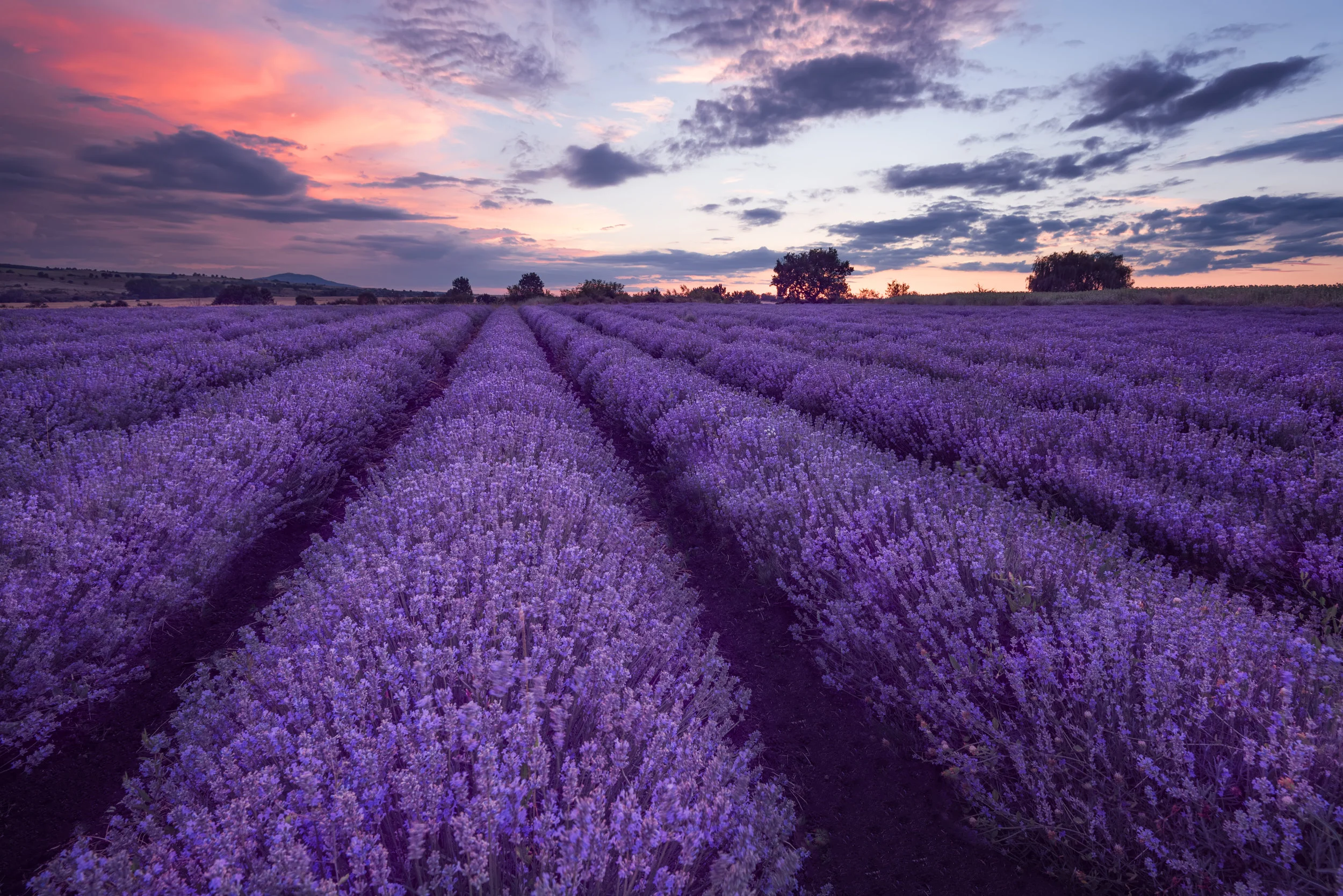 Lavender field.jpg