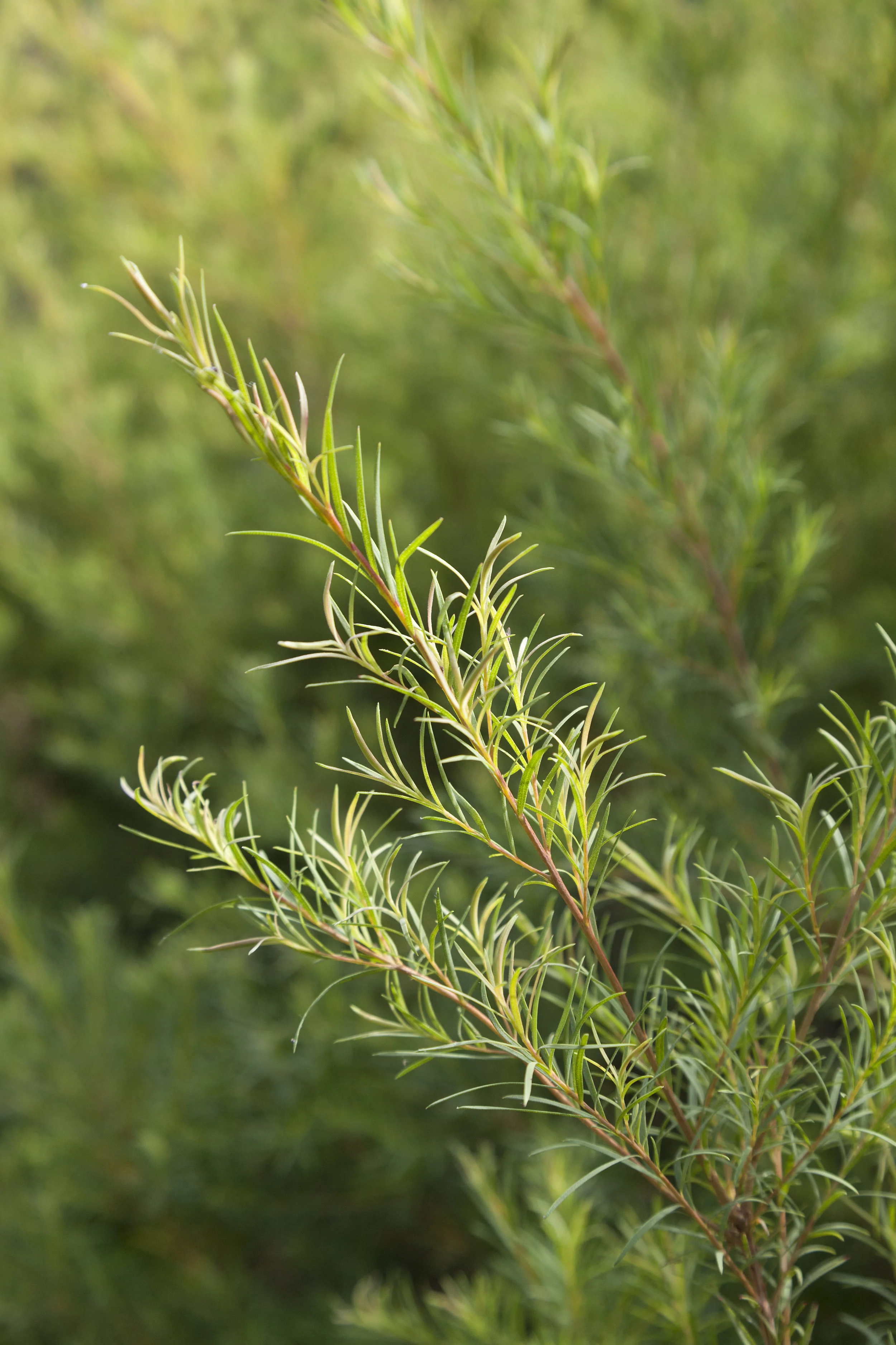 Tea tree leaves.jpg