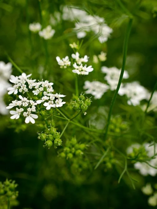 coriander-510x680.jpg