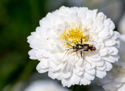 Roman-Chamomile-macro-510x371.jpg
