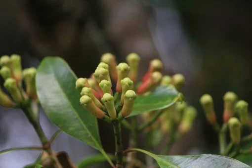 clove-510x340.jpg