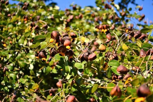 Copaiba-tree-pods-510x340.jpg