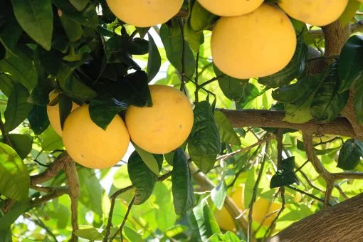grapefruit-510x340.jpg