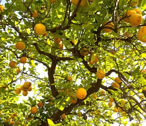 lemon-510x441.jpg