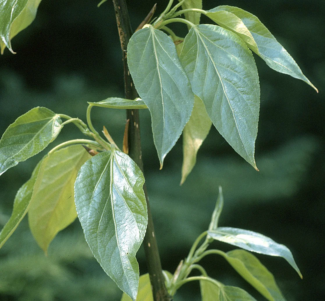 Populus_balsamifera.jpg