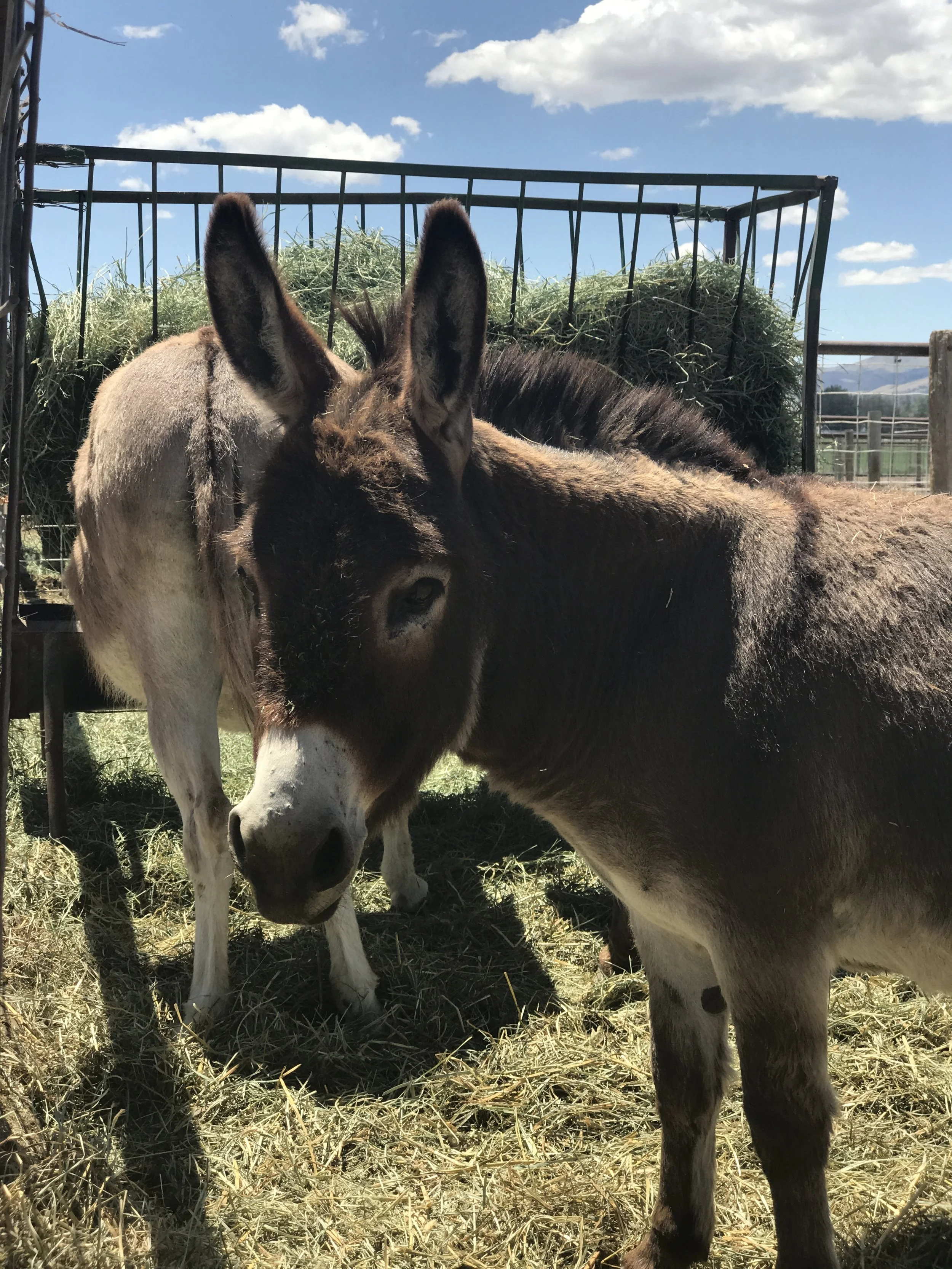 Let’s Talk About Your Horse’s Emotional Wellness