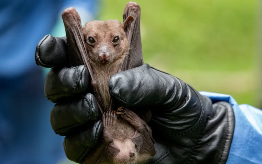 A fruit bat captured by CDC scientists Brian Amman and Jonathan Towner in Queen Elizabeth National Park on August 25, 2018.  (Photo by Bonnie Jo Mount / The Washington Post via Getty Images)