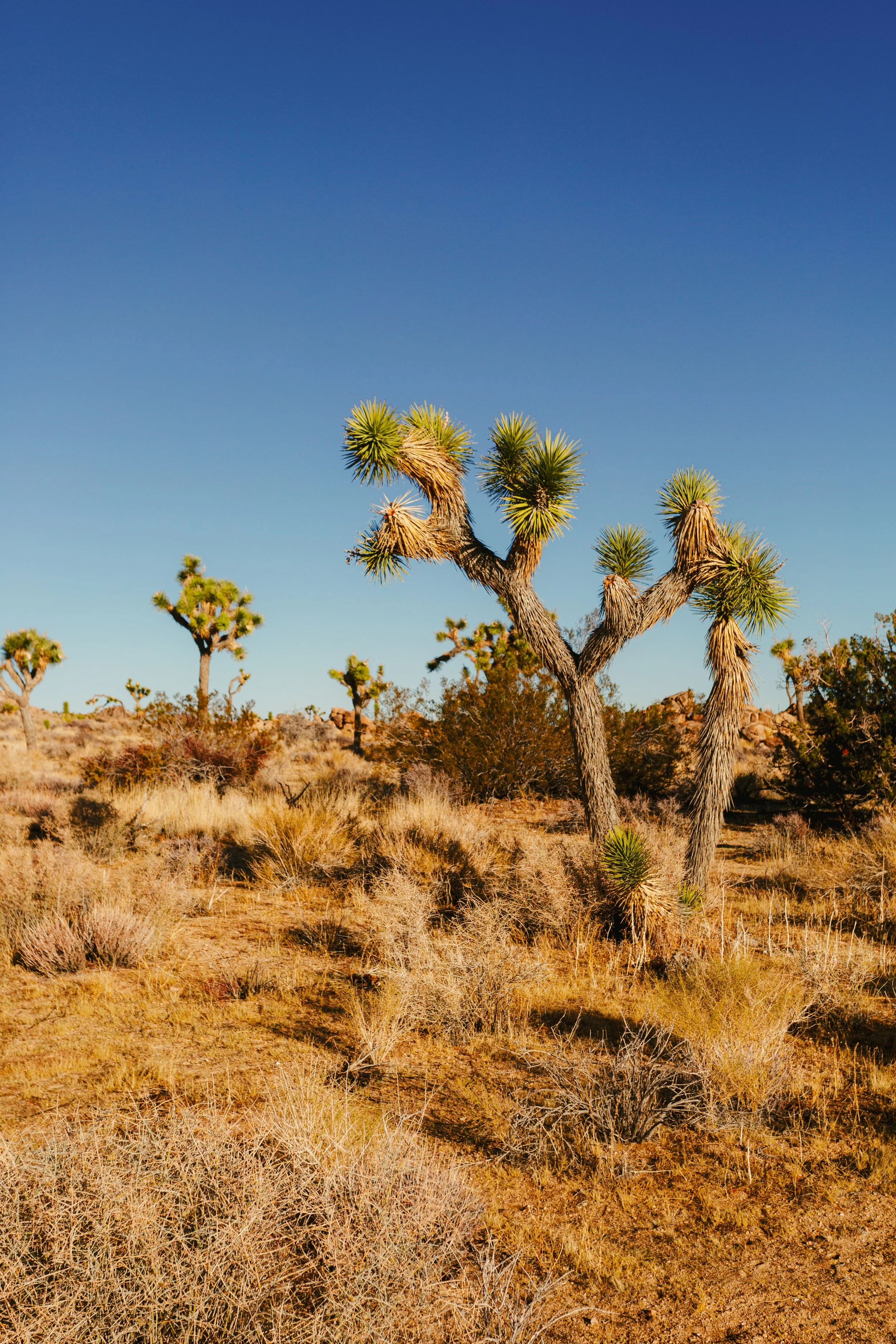 Calin 2023 Digi-18.jpeg