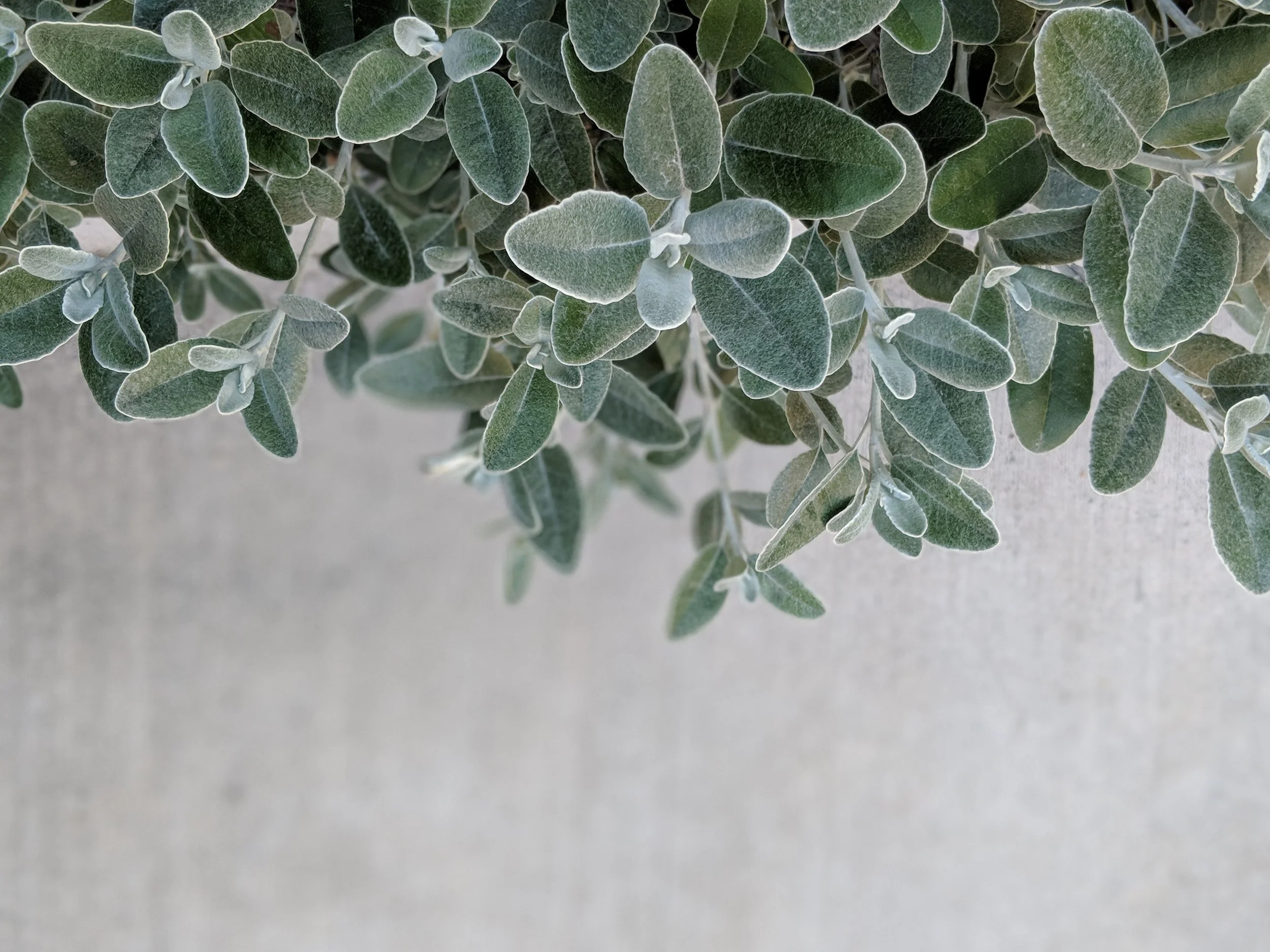 leaf image_02.jpg