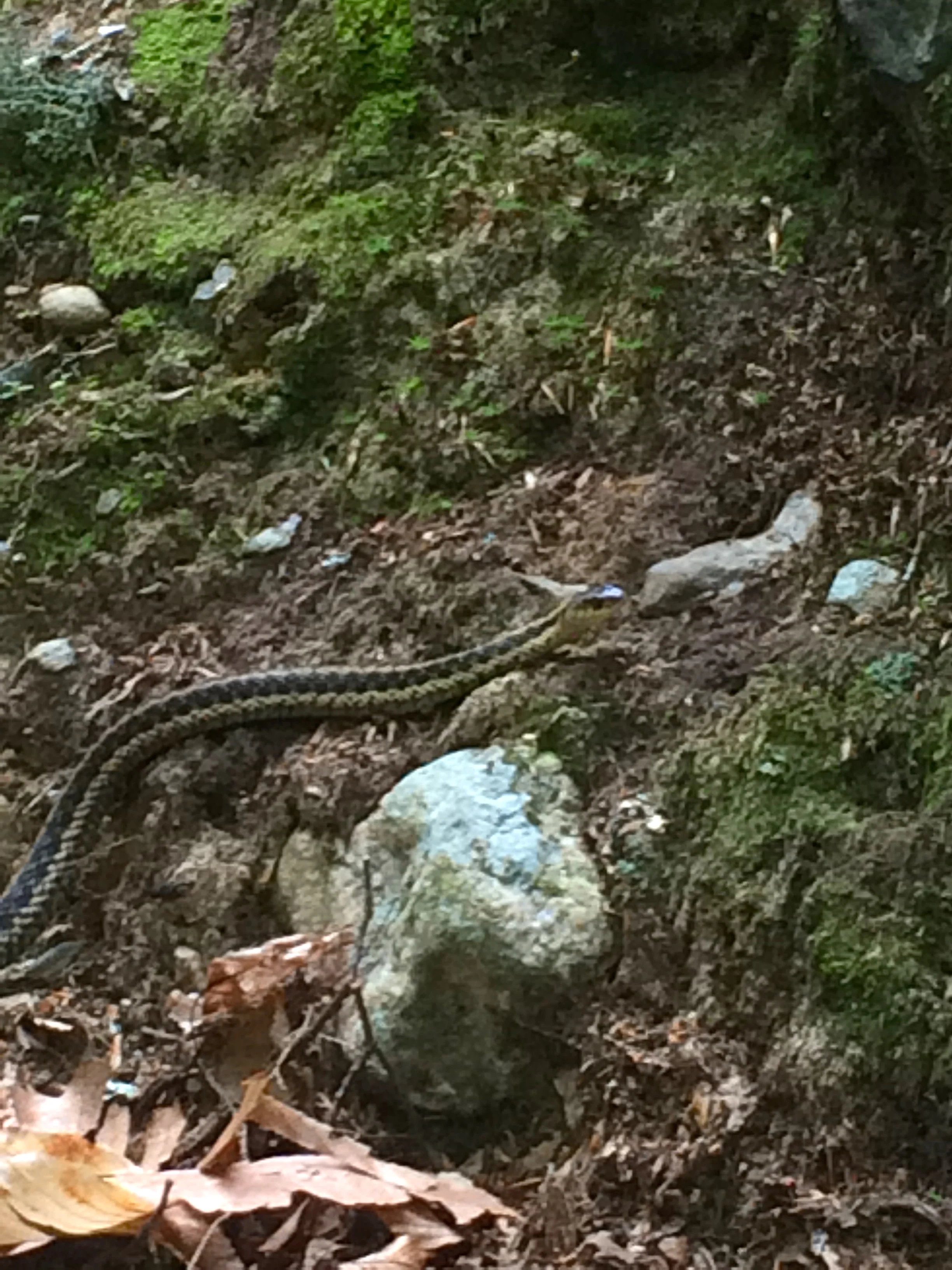 Not a rattlesnake, but cute!