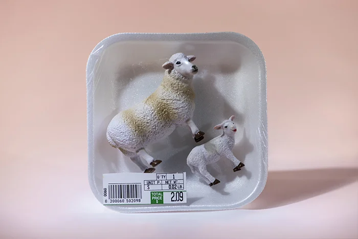 Lamb Chop
