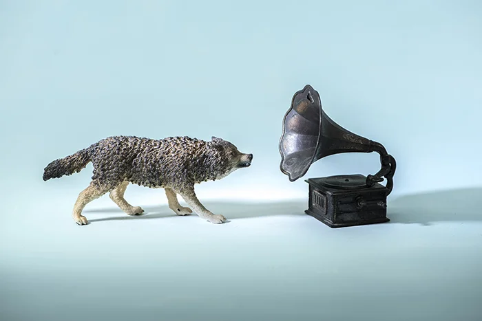 Cry Wolf