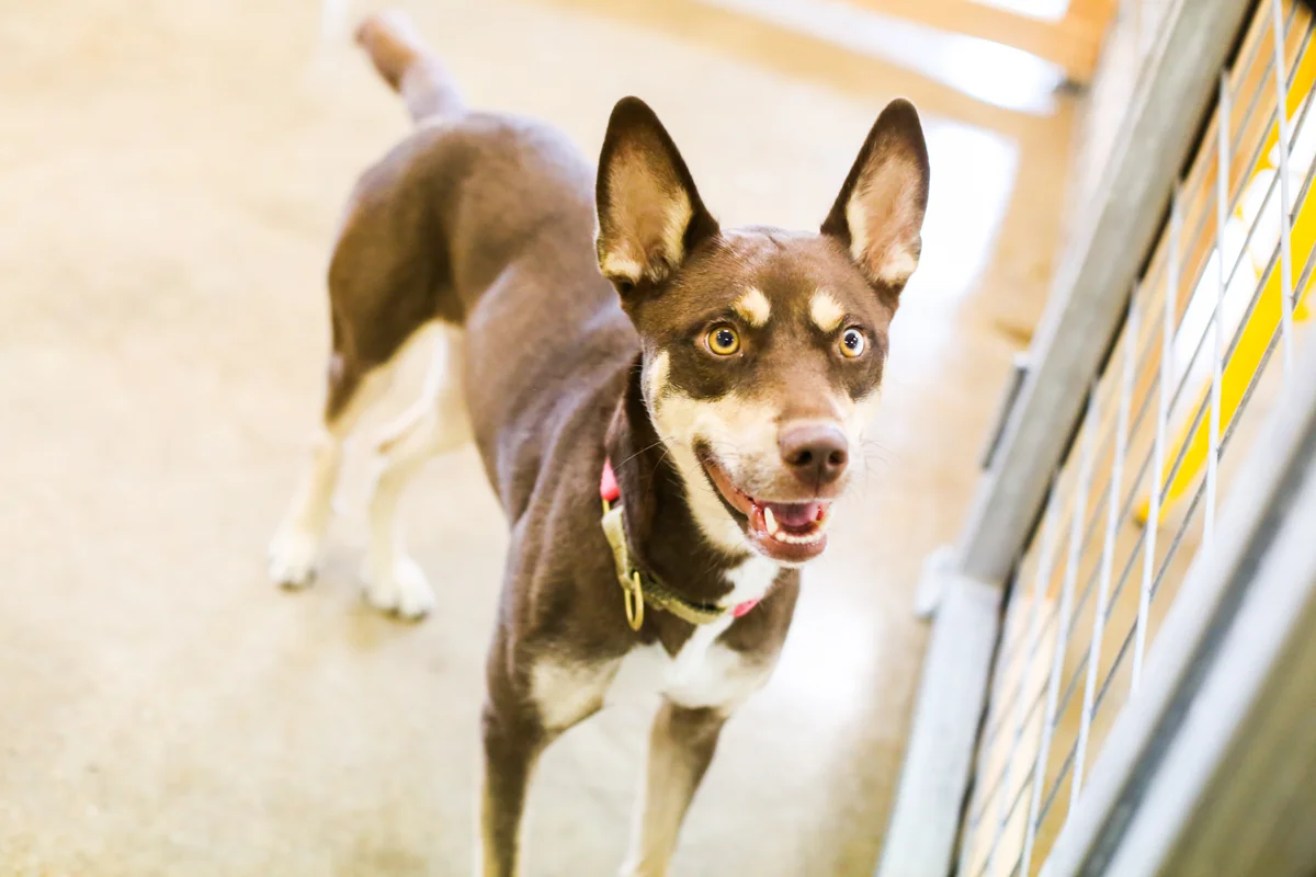Dog 512 recently rated Work and Woof as one of the best off leash parks in Austin: http://dog512.com/2018/07/the-ultimate-off-leash-dog-parks-list/