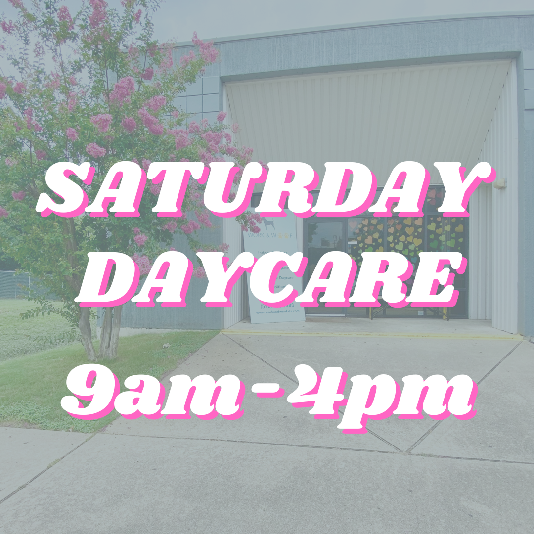 Saturday Daycare