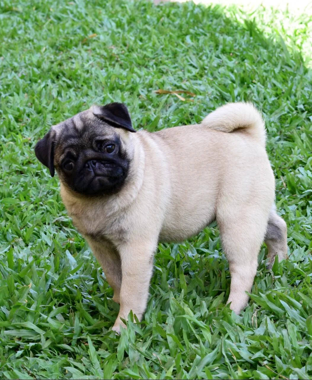 WhatsApp Image 2018-02-25 at 10.36.27 PM.jpeg