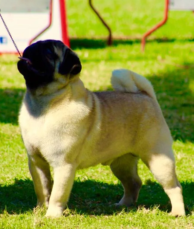 WhatsApp Image 2018-02-25 at 10.36.35 PM (1).jpeg