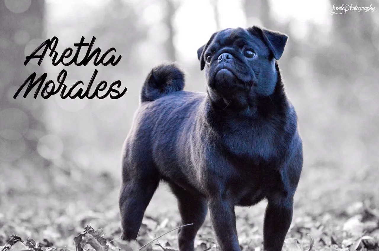 WhatsApp Image 2018-02-25 at 10.36.41 PM (1).jpeg