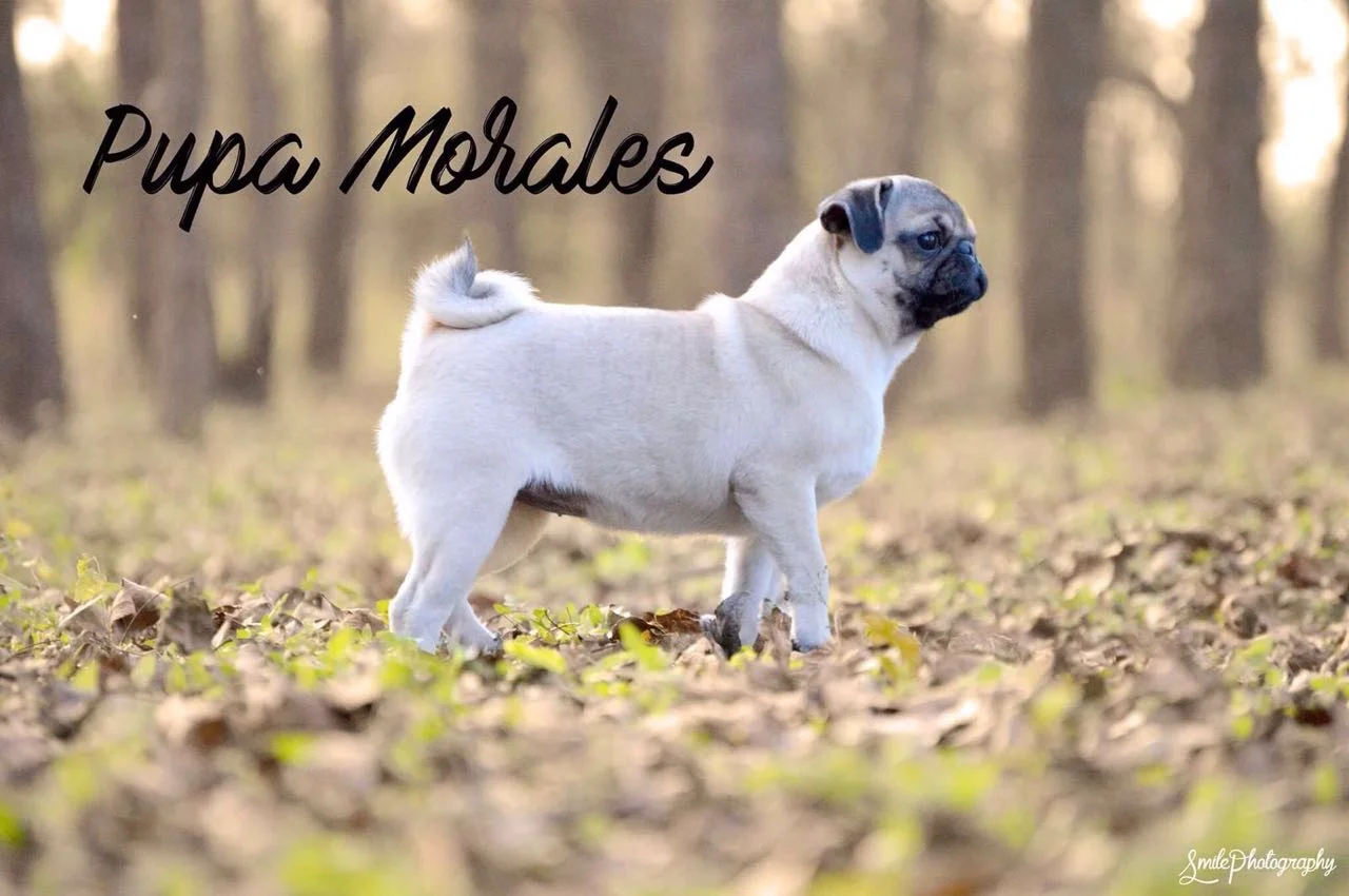 WhatsApp Image 2018-02-25 at 10.36.41 PM.jpeg