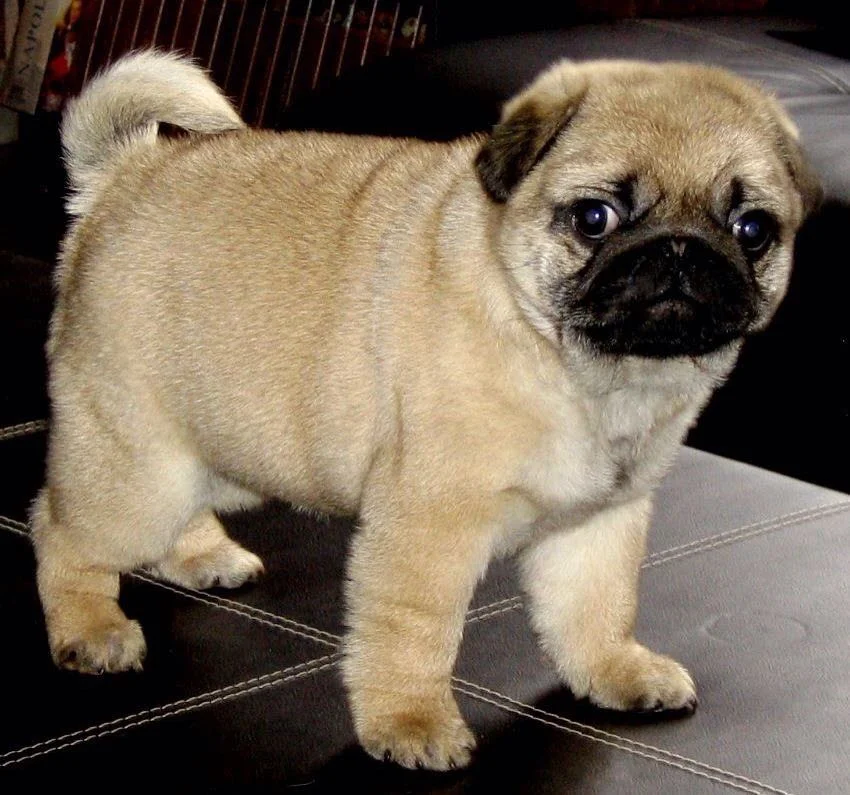 WhatsApp Image 2018-02-25 at 10.36.45 PM.jpeg