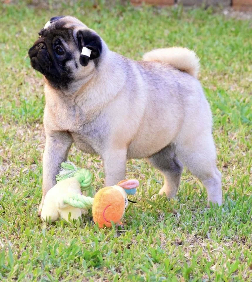 WhatsApp Image 2018-02-25 at 10.36.47 PM.jpeg