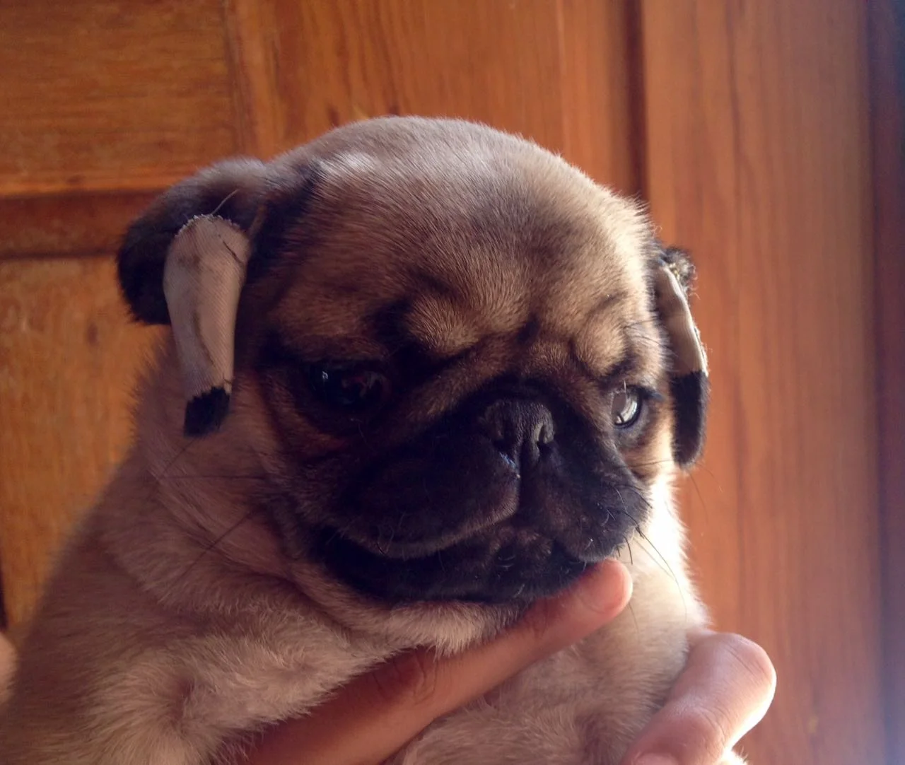 WhatsApp Image 2018-02-25 at 10.37.20 PM.jpeg