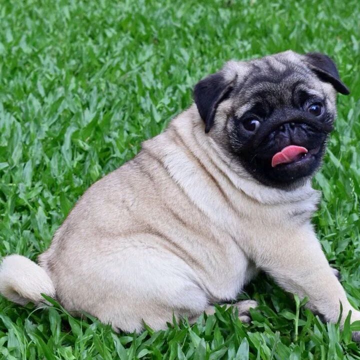 WhatsApp Image 2018-02-25 at 10.36.33 PM (1).jpeg