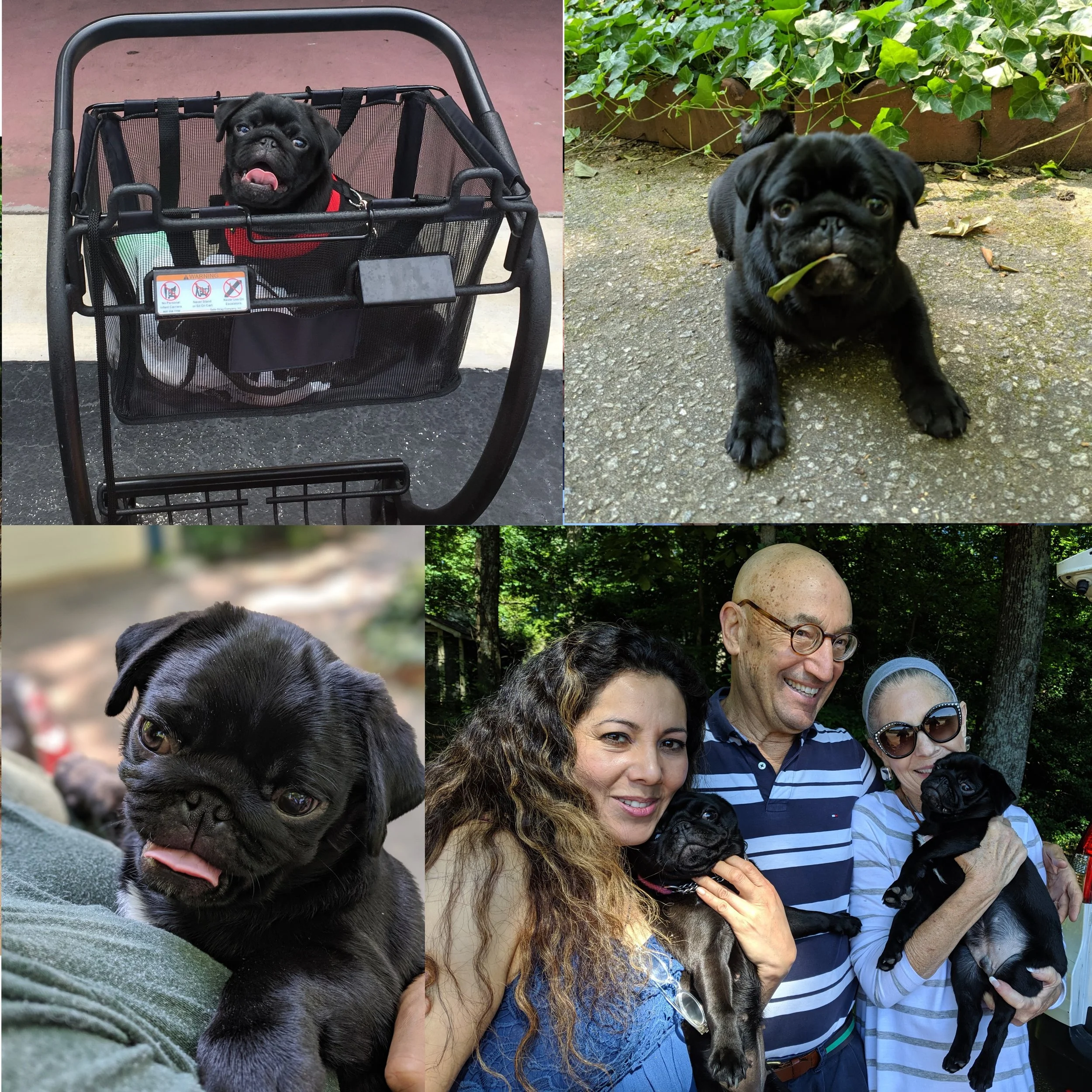 MVIMG_20190614_collage.jpg
