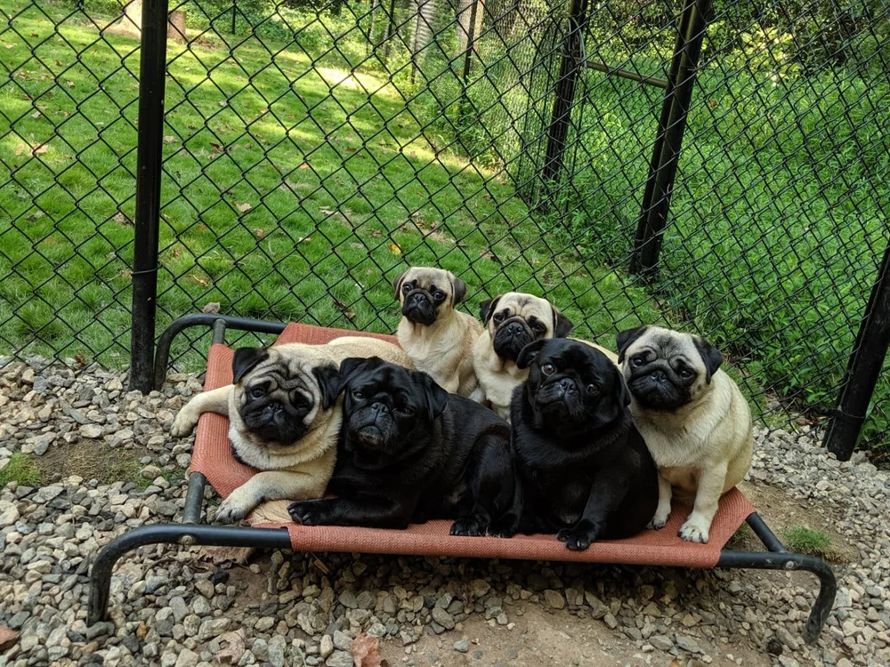 why-do-pugs-like-to-cuddle