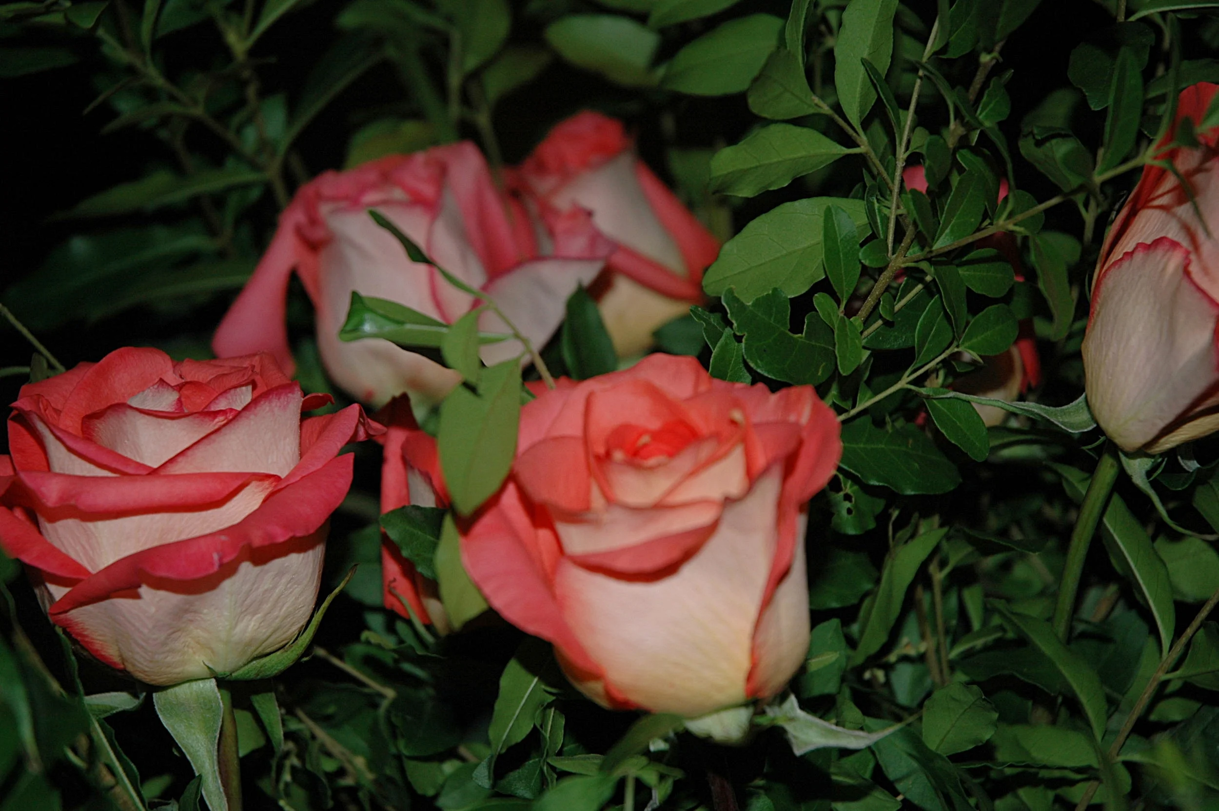 DSC_8100.JPG