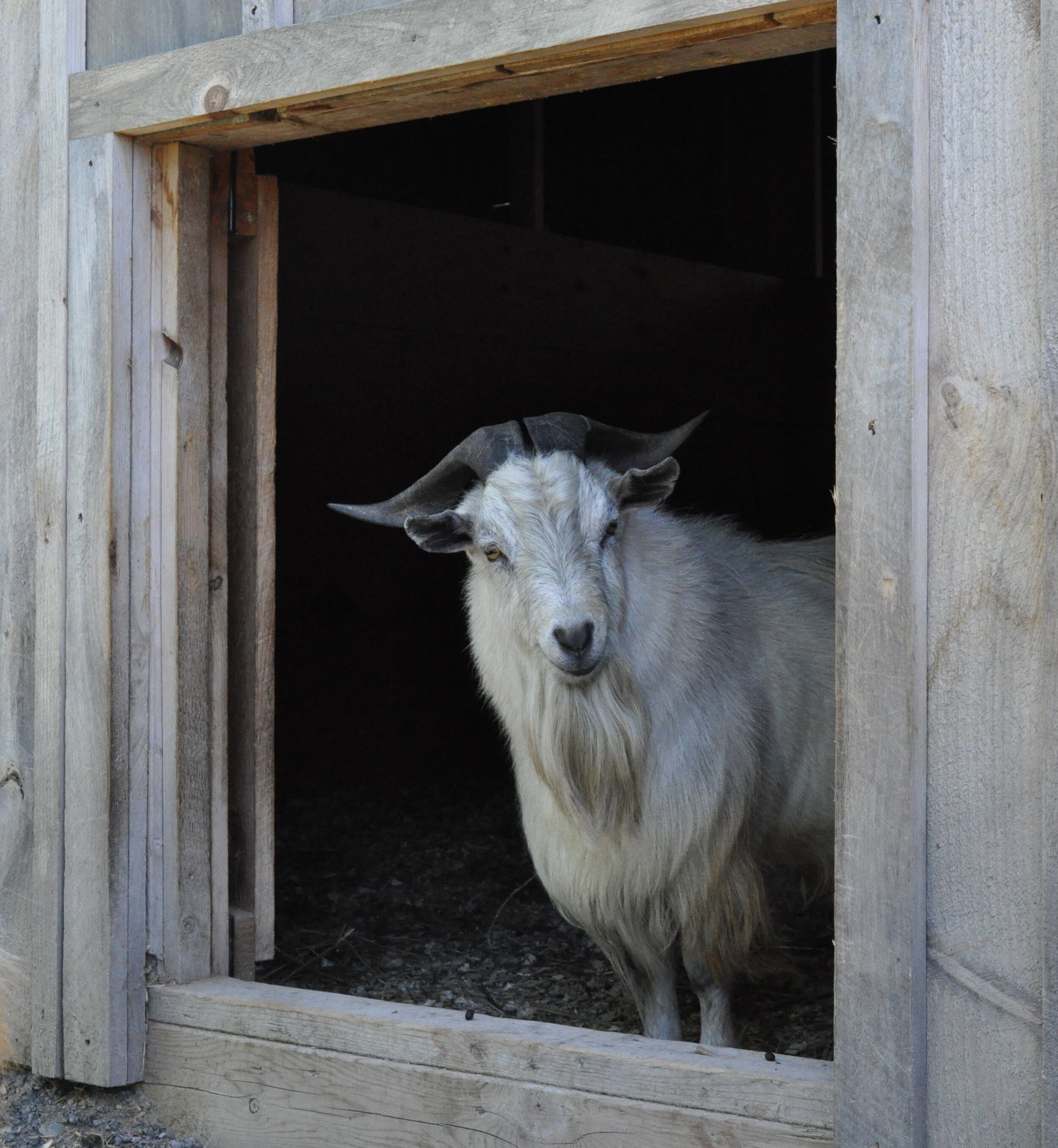 Alaska in the barn Cropped.jpg