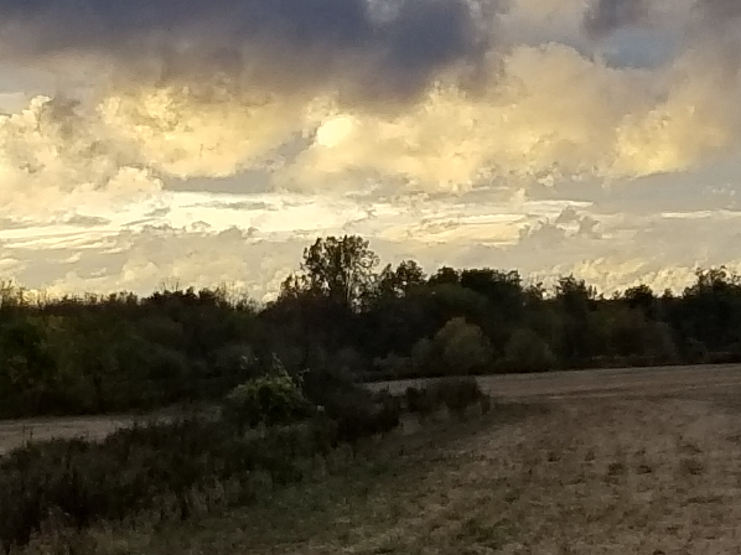 Back Field at dusk.jpg