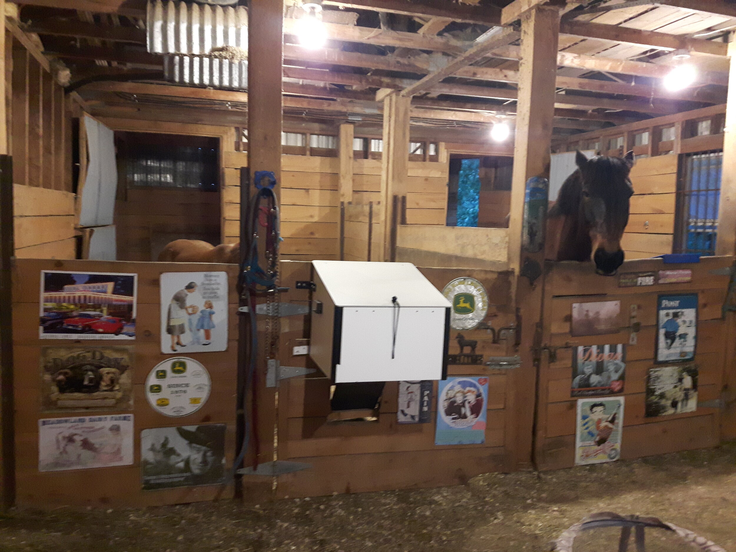 Horses in barn.jpg