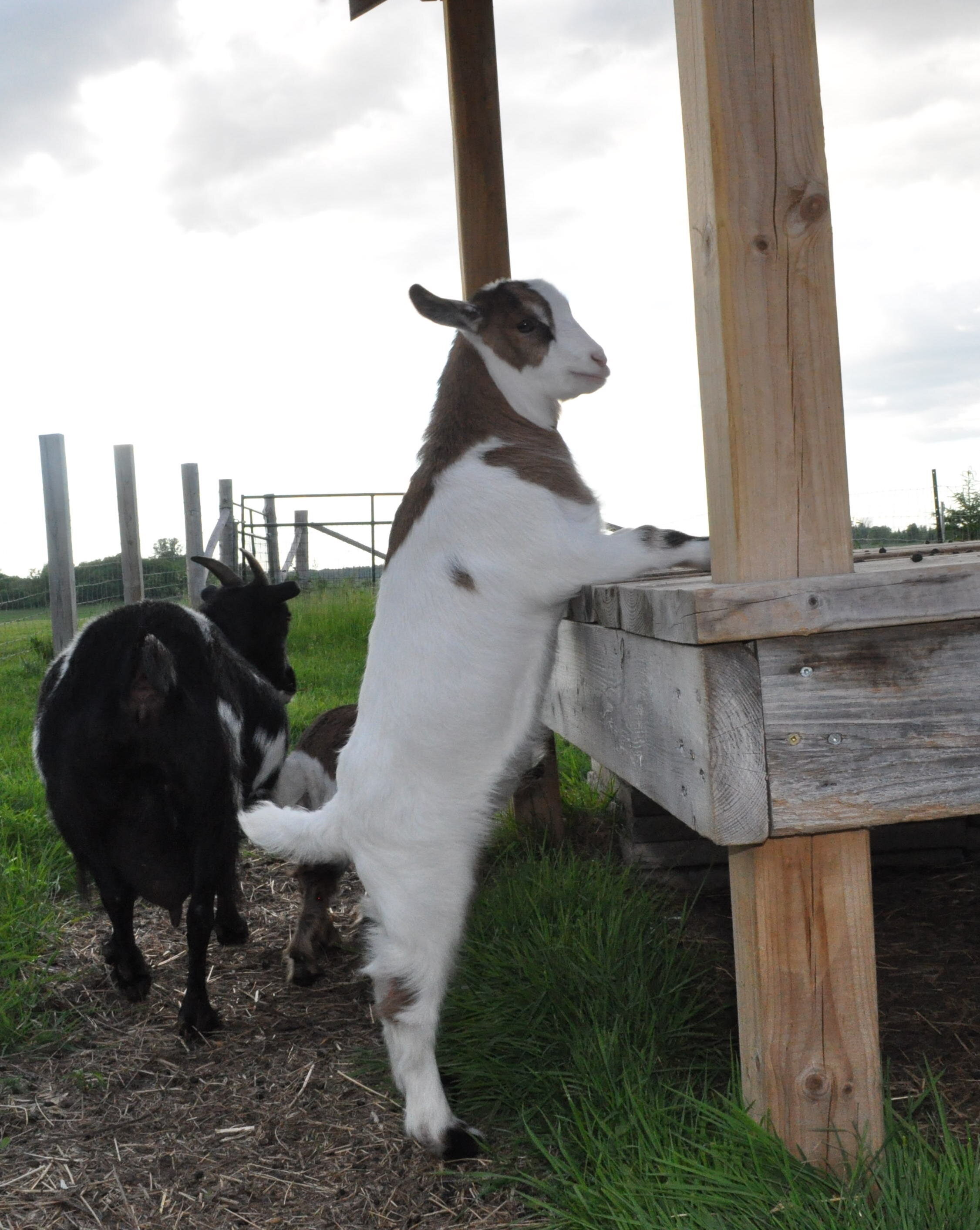 Buckeling standing upright.JPG