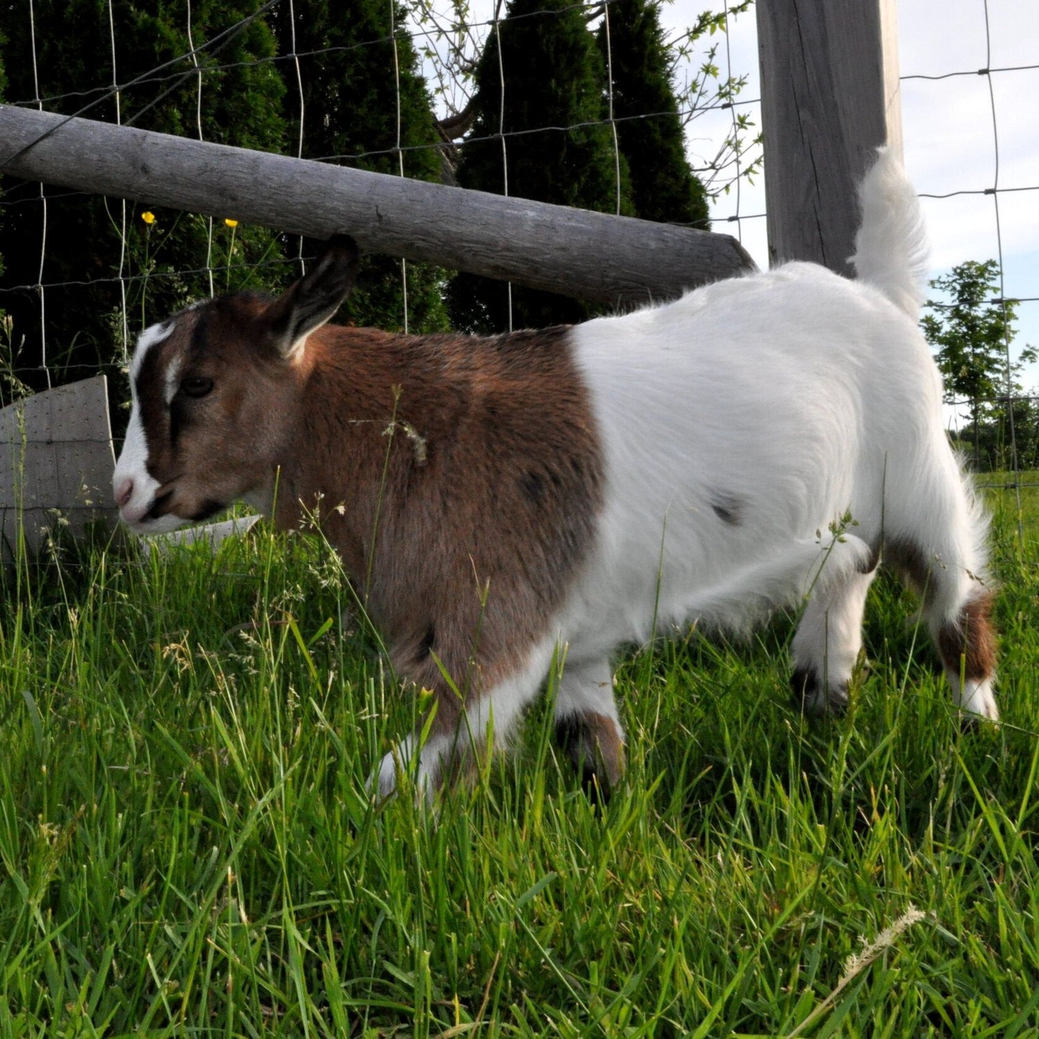 fainting goats for sale texas