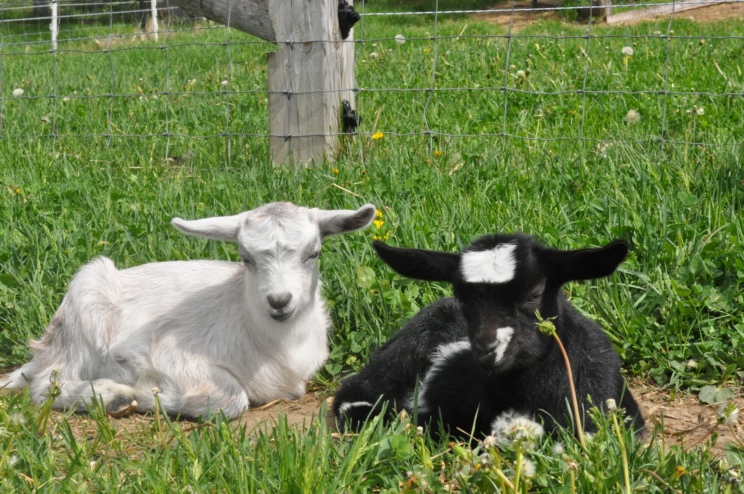 Stella (blue) &amp; Gail (black)