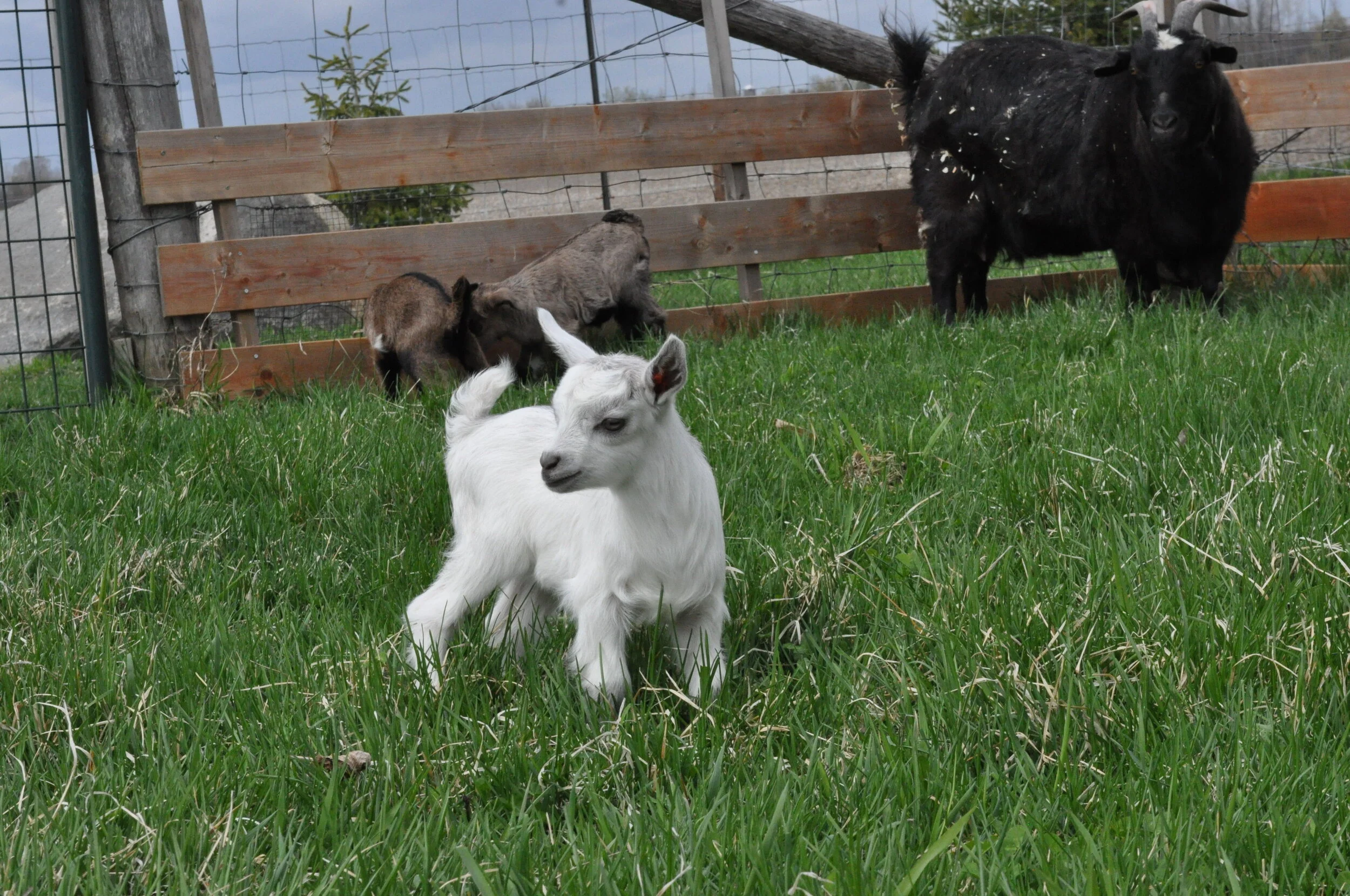 Twilight Doe 1.3 .JPG