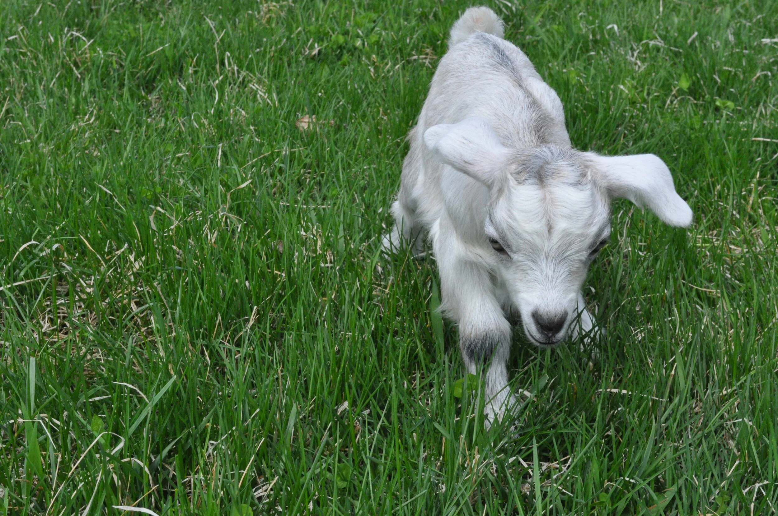 Twilight Doe 1.2.JPG