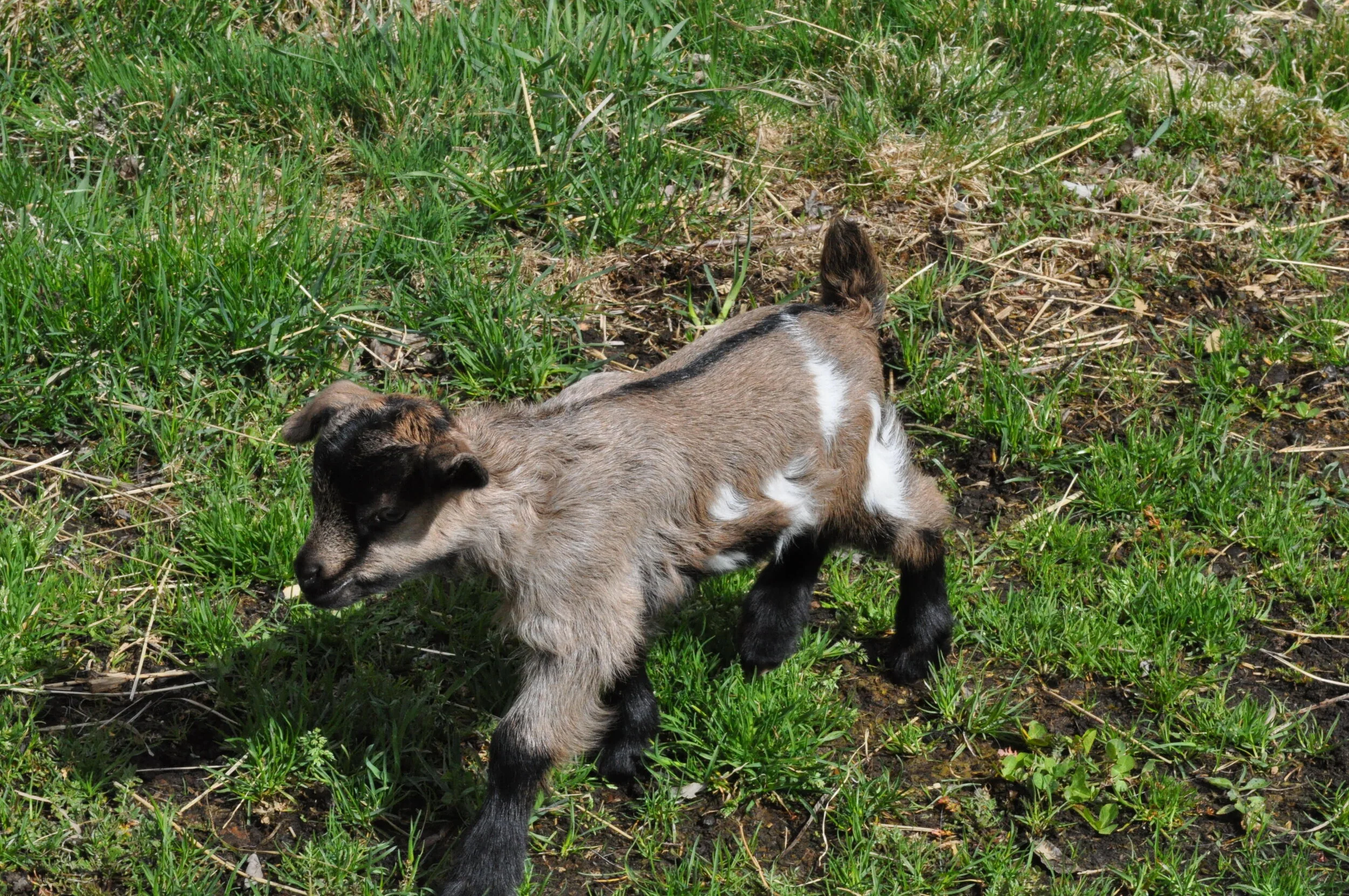 Twilight Buck 1.1.JPG