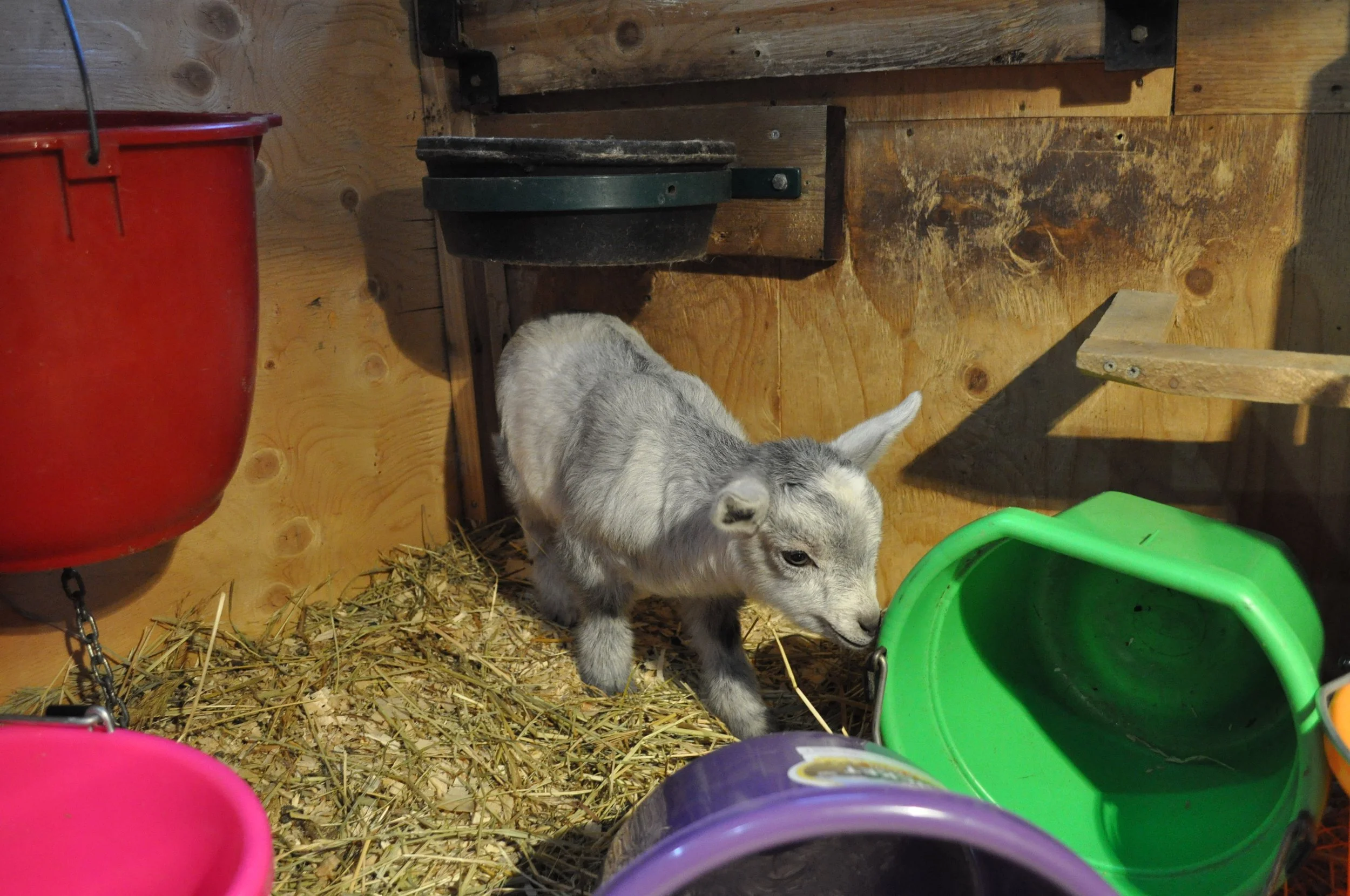 Twilights Versace 101 .JPG