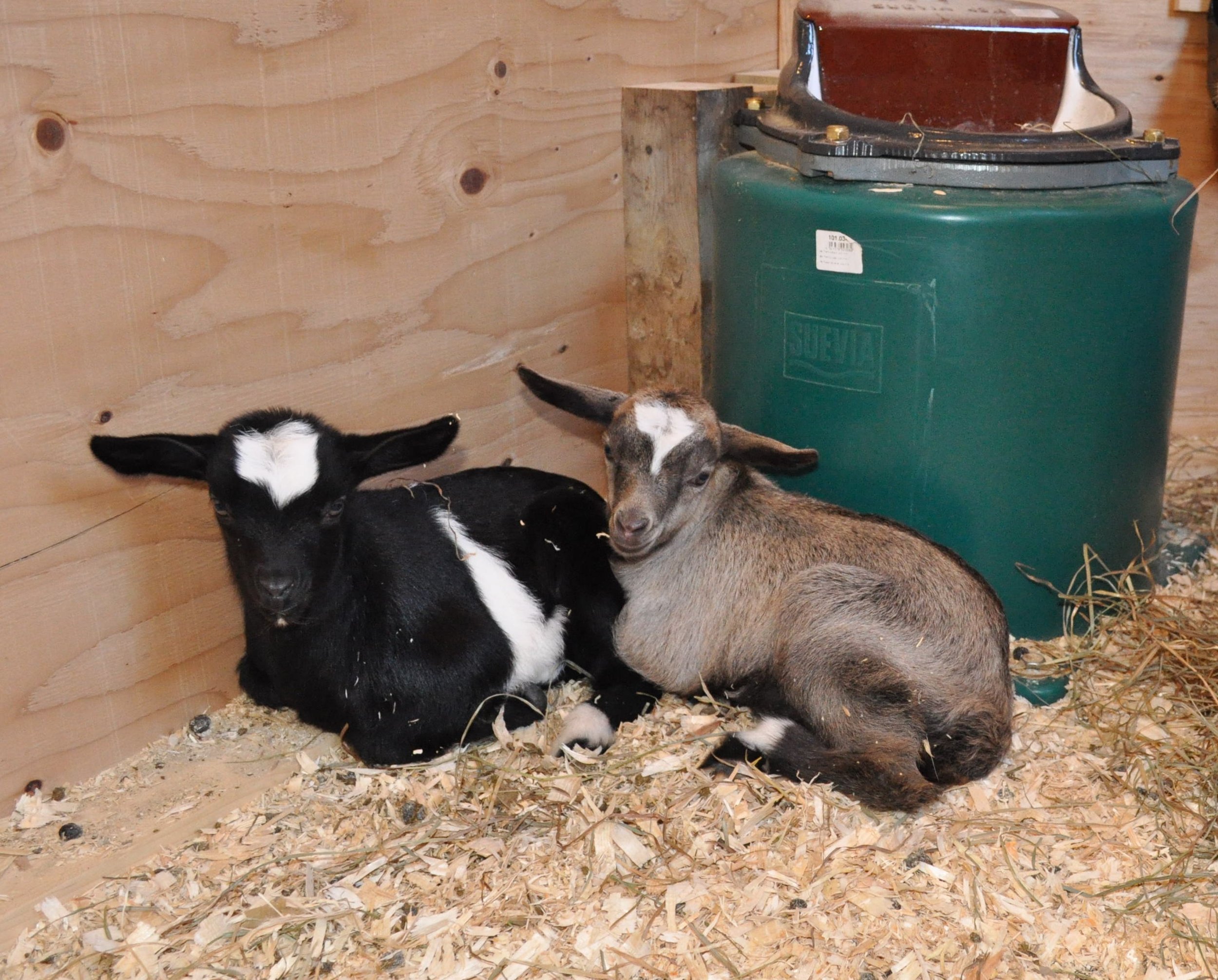 Cuddles
