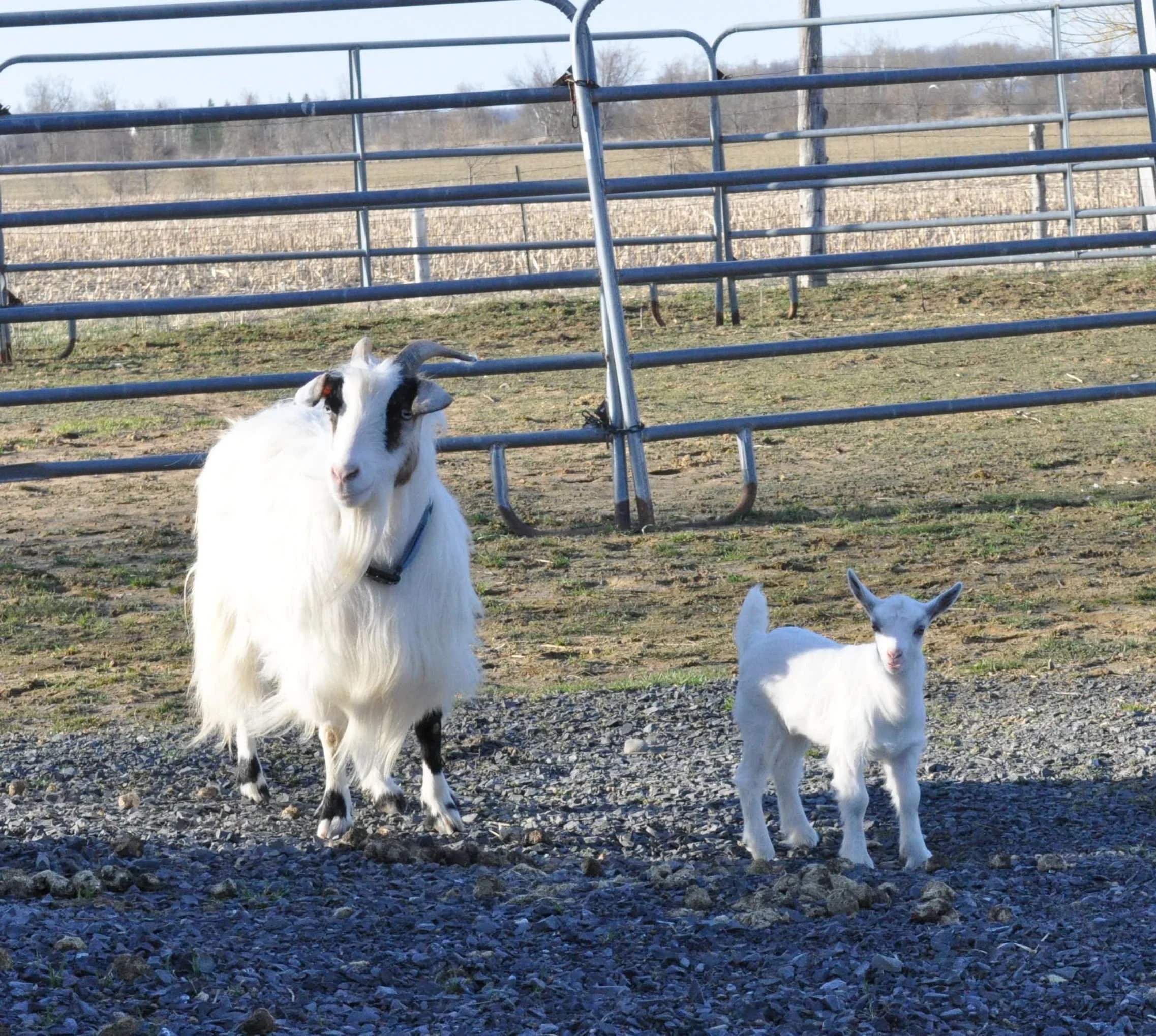 Magics Girl 2023.JPG