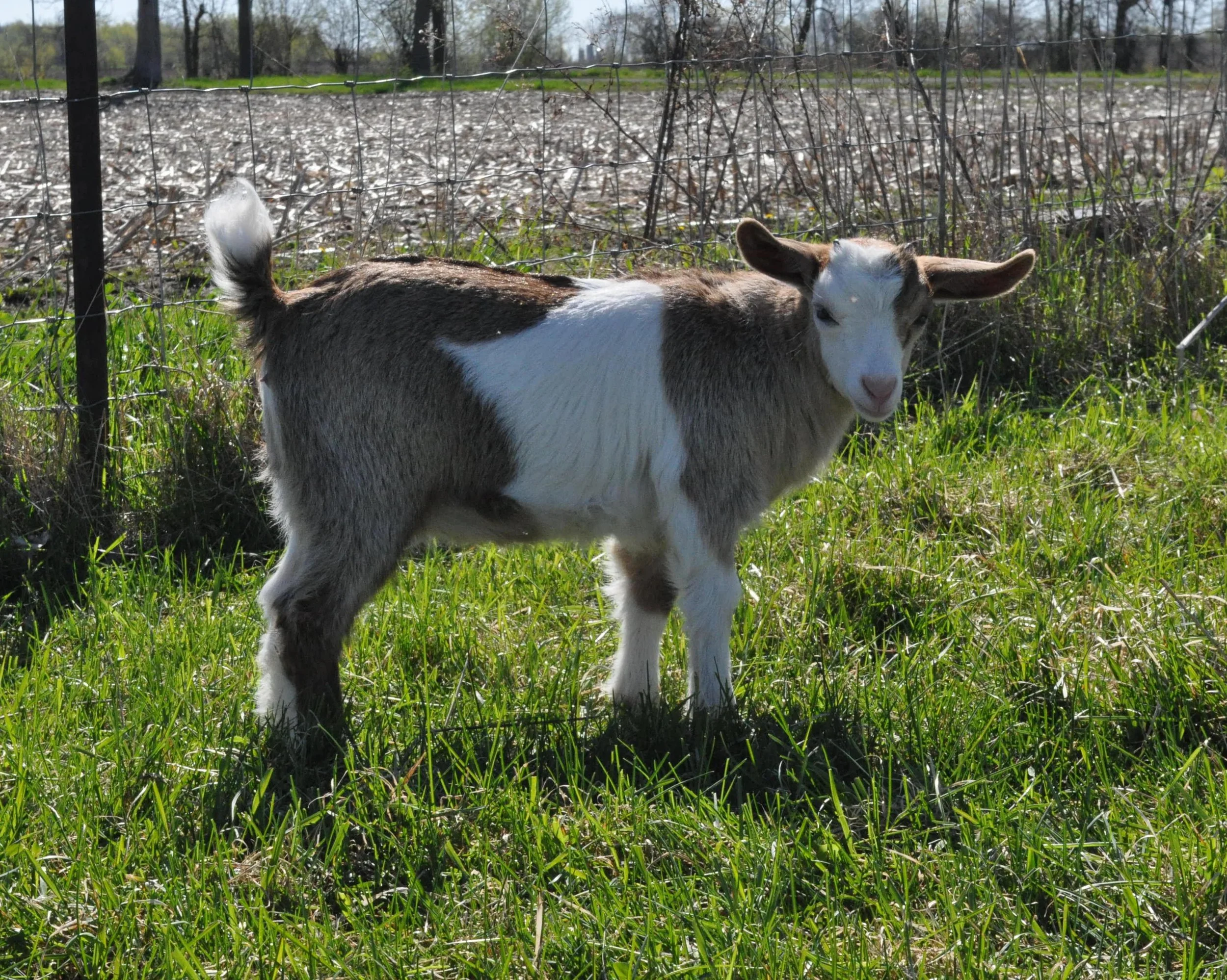 Fleece's little girl.JPG