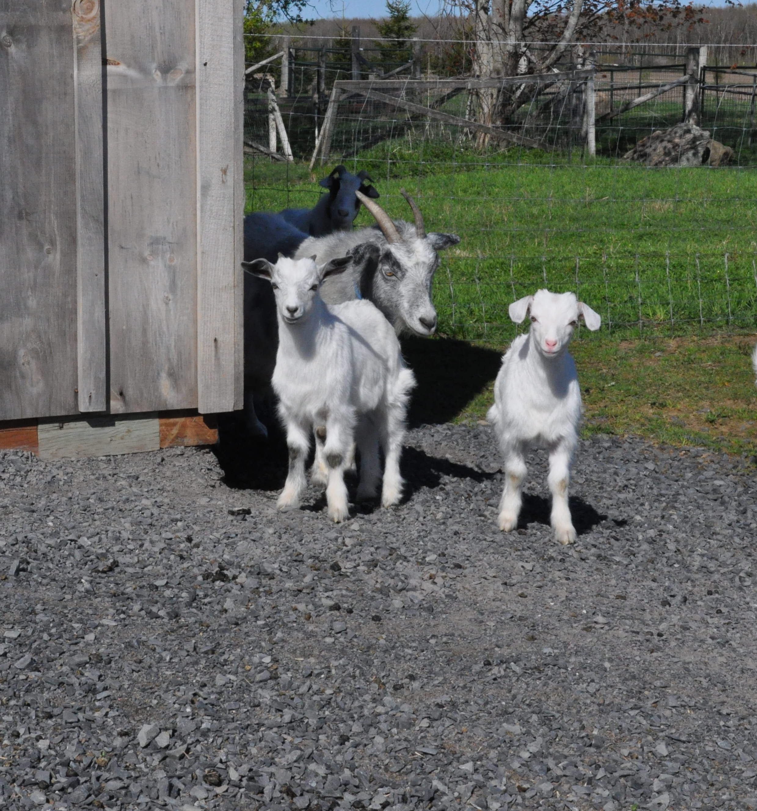 Helmcrest Wooden Legs— Pricing of fainting goats and sales policies