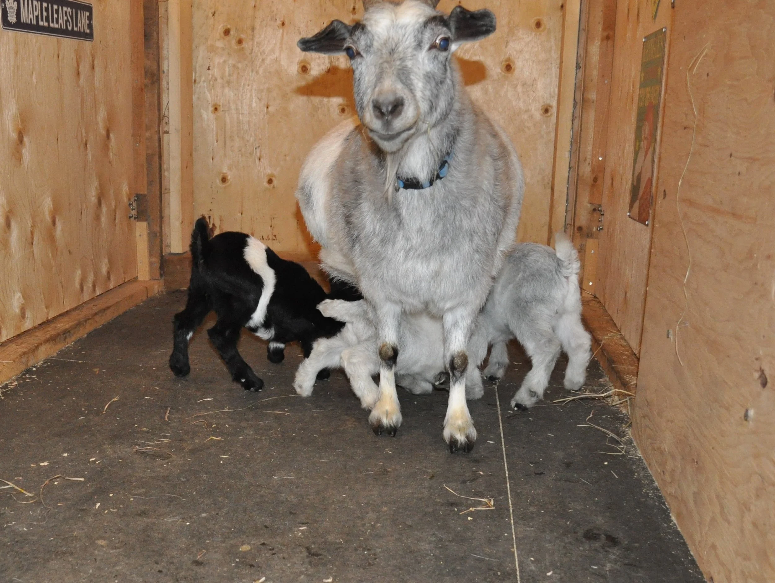 FlevoHill Acres Horizon