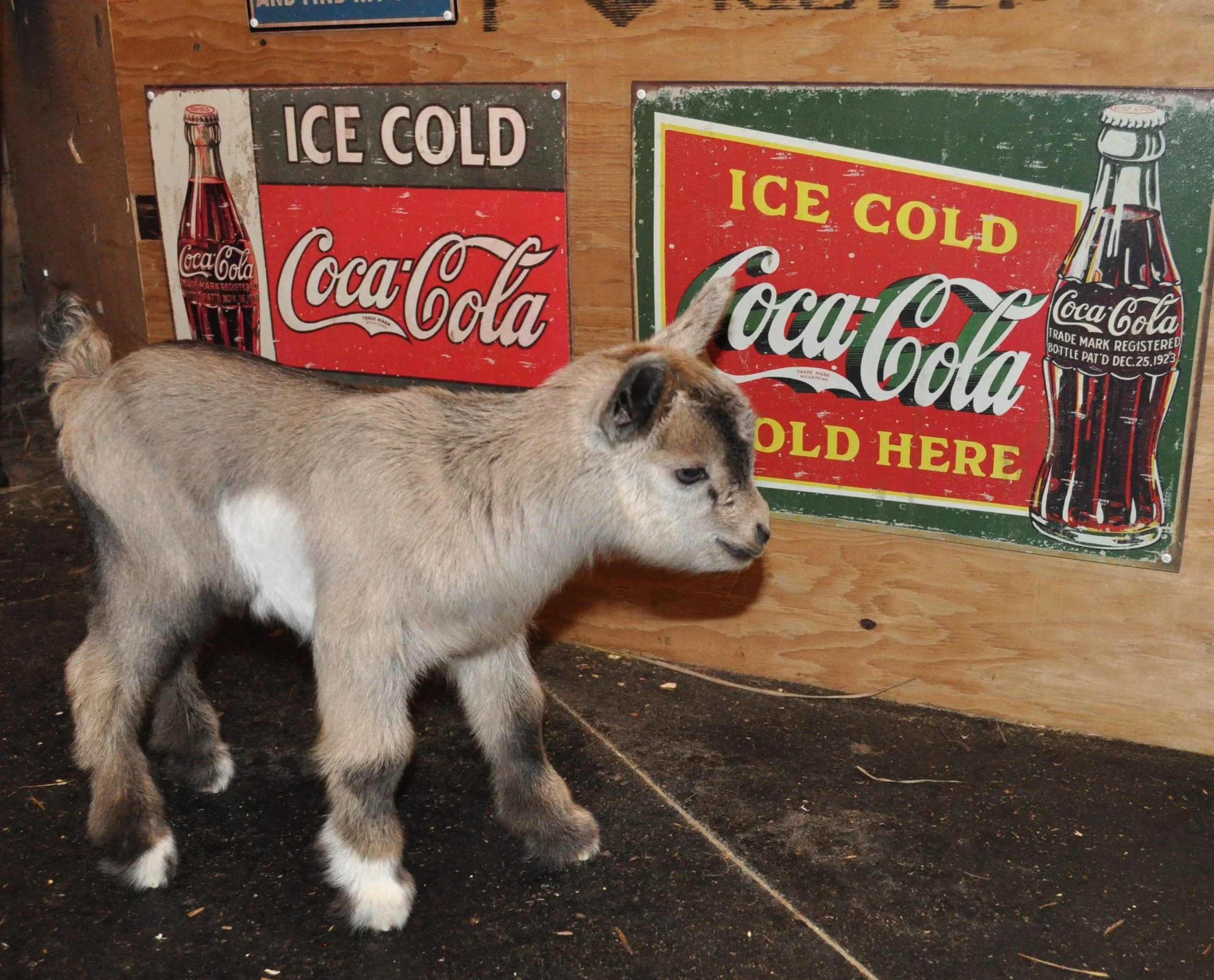 Little doeling